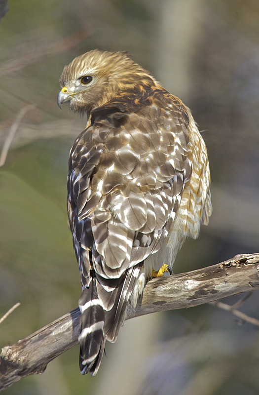 red-shouldered hawk